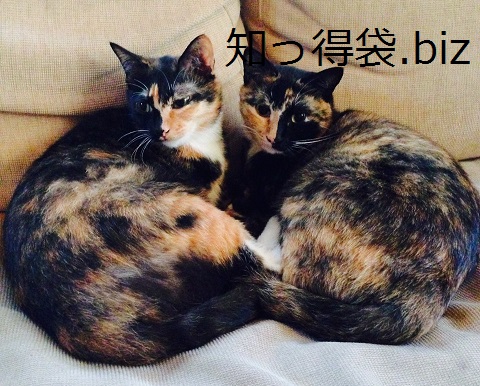 猫の鳴き声!あれにはスゴイ意味があった! 役立つ・ためになる知っ